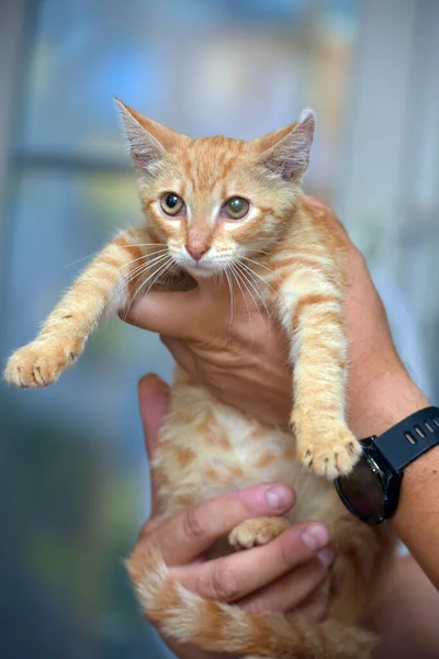 Bonito Pequeno Gatinho Vermelho Mãos Perto — Fotografia de Stock