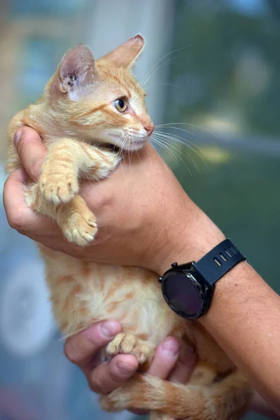 Cute Little Red Kitten Hands Close — Stock Photo, Image