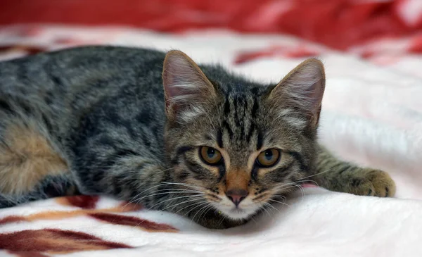 Cute Little Tabby Kitten Couch Close — Stock Photo, Image