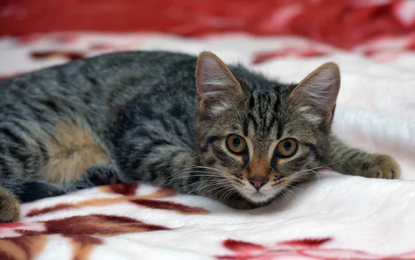 Cute Little Tabby Kitten Couch Close — Stock Photo, Image