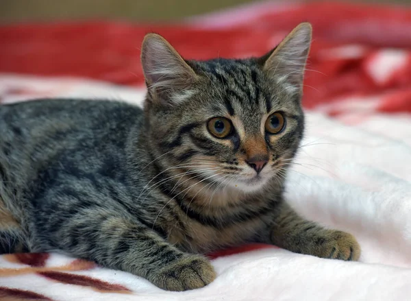 Bonito Pequeno Tabby Gatinho Sofá Perto — Fotografia de Stock