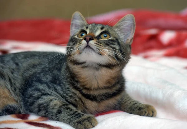 Bonito Pequeno Tabby Gatinho Sofá Perto — Fotografia de Stock