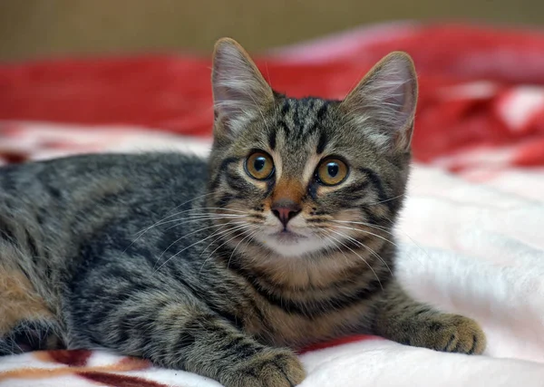 Söt Liten Tabby Kattunge Soffan Närbild — Stockfoto