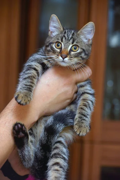 Small Striped Kitten Hands Close — Stock Photo, Image