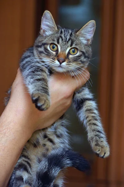 Small Striped Kitten Hands Close — Stock Photo, Image