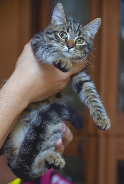 Mały Kociak Paski Ręce Zbliżenie — Zdjęcie stockowe