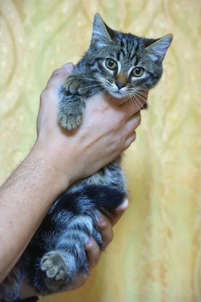 Pequeno Gatinho Listrado Mãos Perto — Fotografia de Stock