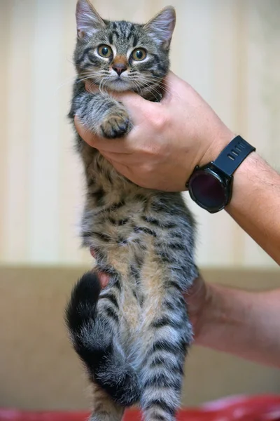 Piccolo Gattino Strisce Mano Primo Piano — Foto Stock