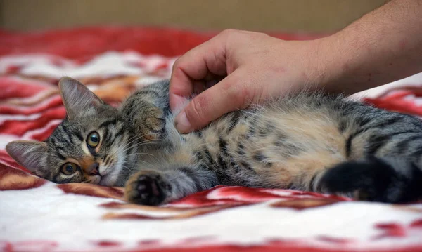 Carino Piccolo Gattino Tabby Sul Divano Vicino — Foto Stock