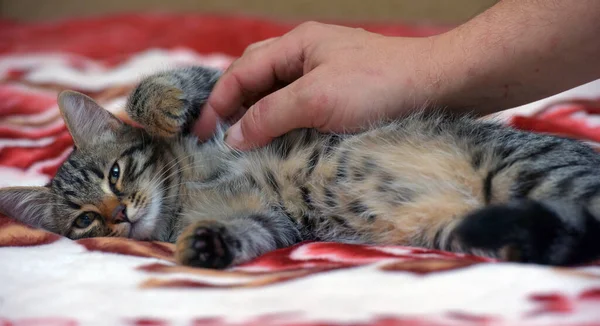 Kanepede Sevimli Bir Kedi Yavrusu Var Yaklaş — Stok fotoğraf