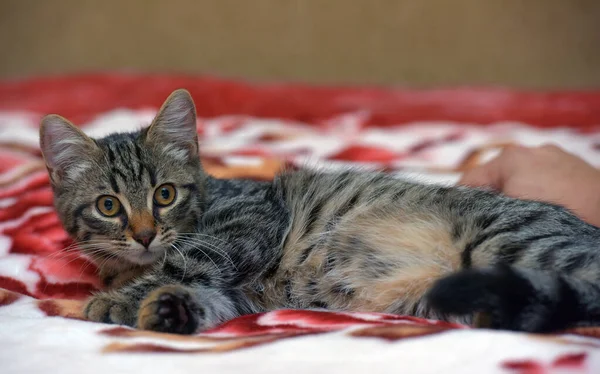 Bonito Pequeno Tabby Gatinho Sofá Perto — Fotografia de Stock