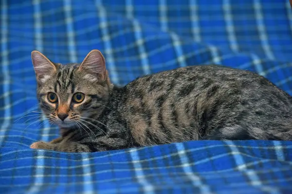 Cute Little Tabby Kitten Couch Close — Stock Photo, Image