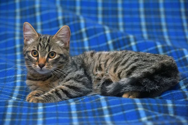 Cute Little Tabby Kitten Couch Close — Stock Photo, Image