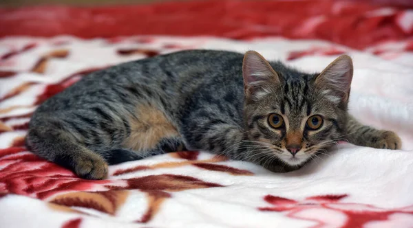 Cute Little Tabby Kitten Couch Close Stock Photo