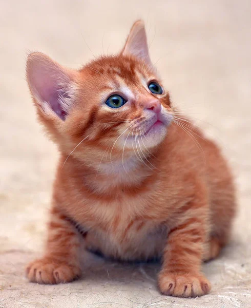 Gatinho Vermelho Pequeno Bonito Fundo Leve — Fotografia de Stock