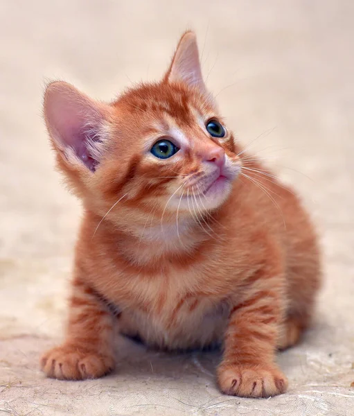 Söt Liten Röd Kattunge Ljus Bakgrund — Stockfoto