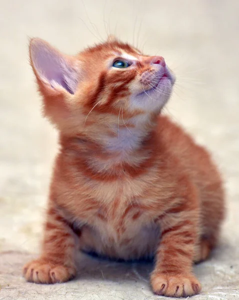 Cute Little Red Kitten Light Background — Stock Photo, Image