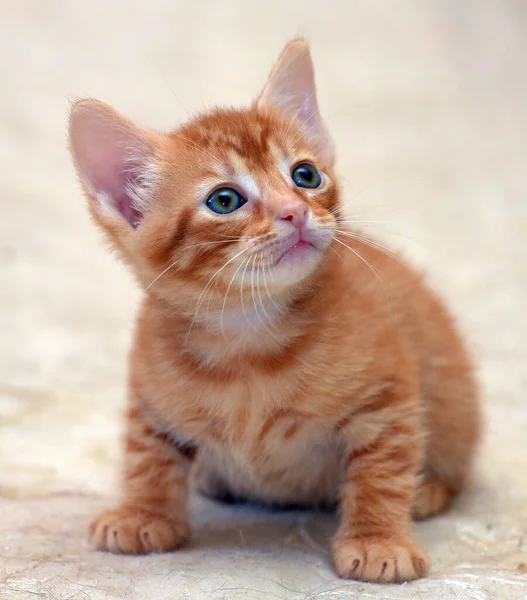 Милый Маленький Красный Котенок Светлом Фоне — стоковое фото