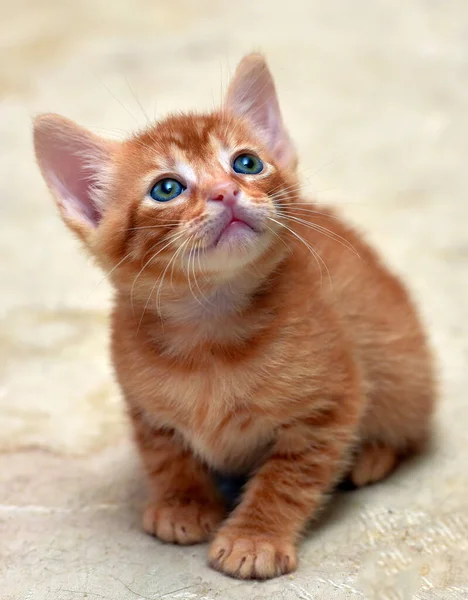 浅色背景上可爱的小红猫 — 图库照片