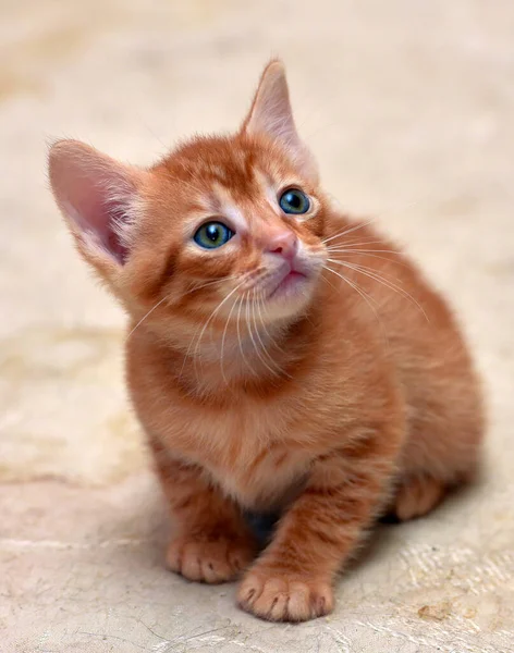 Carino Piccolo Gattino Rosso Uno Sfondo Leggero — Foto Stock