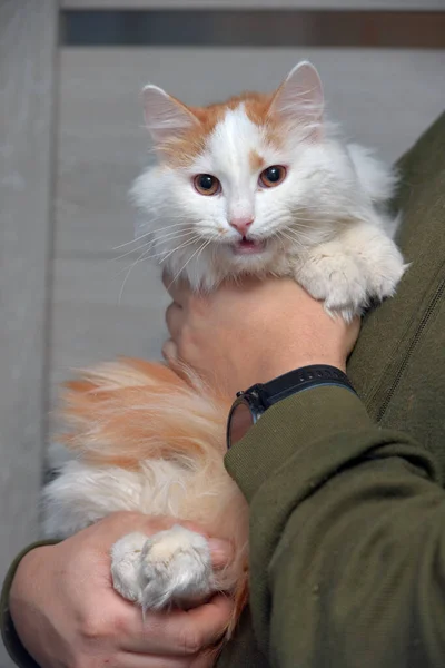 Schöne Rot Weiße Flauschige Langhaarkatze — Stockfoto