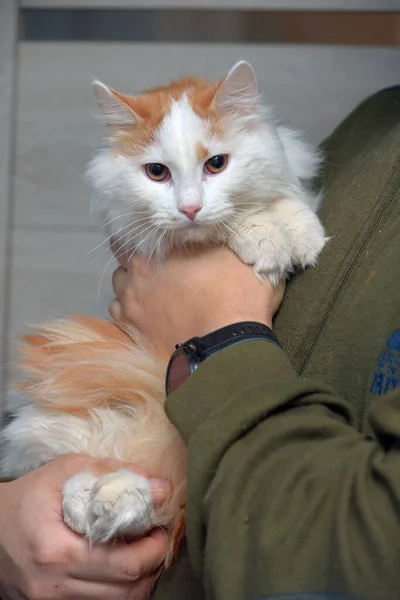 Bonito Vermelho Branco Fofo Longhair Gato — Fotografia de Stock