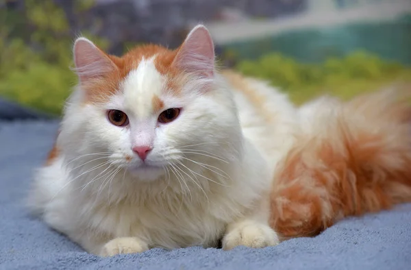 Hermoso Rojo Blanco Mullido Pelo Largo Gato —  Fotos de Stock