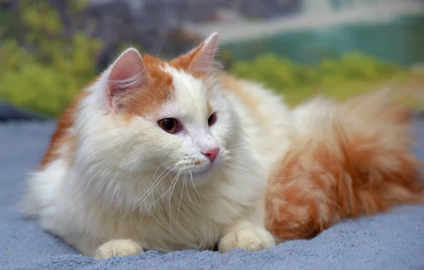 Vacker Röd Och Vit Fluffig Longhair Katt — Stockfoto