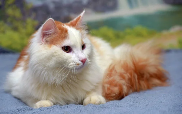 Piękny Czerwony Biały Puszysty Długowłosy Kot — Zdjęcie stockowe