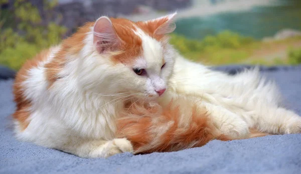 Hermoso Rojo Blanco Mullido Pelo Largo Gato — Foto de Stock