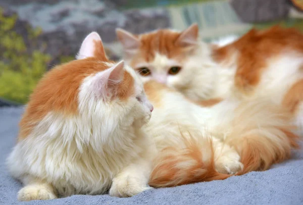 Hermoso Rojo Blanco Mullido Pelo Largo Gato — Foto de Stock