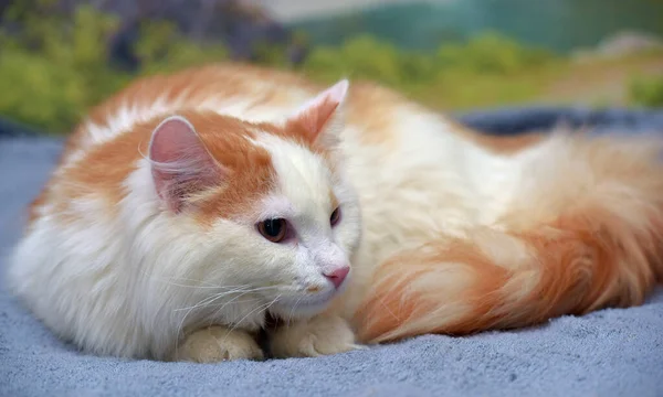 美丽的红白蓬松长毛猫 — 图库照片