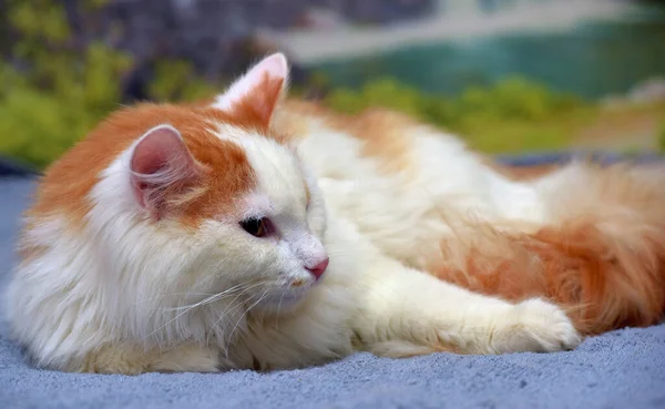 Красивый Красный Белый Пушистый Длинноволосый Кот — стоковое фото