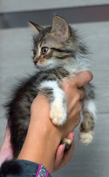 Cute Little Fluffy Brown White Kitten Hands — Stock Photo, Image