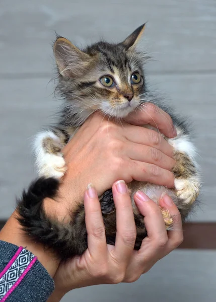 Söt Liten Fluffig Brun Med Vit Kattunge Händerna — Stockfoto