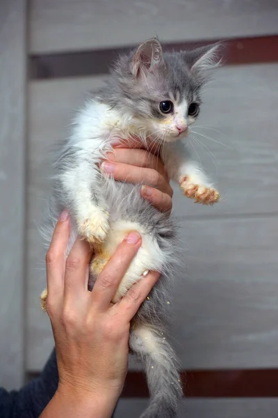 Lindo Poco Esponjoso Gris Blanco Gatito Manos — Foto de Stock