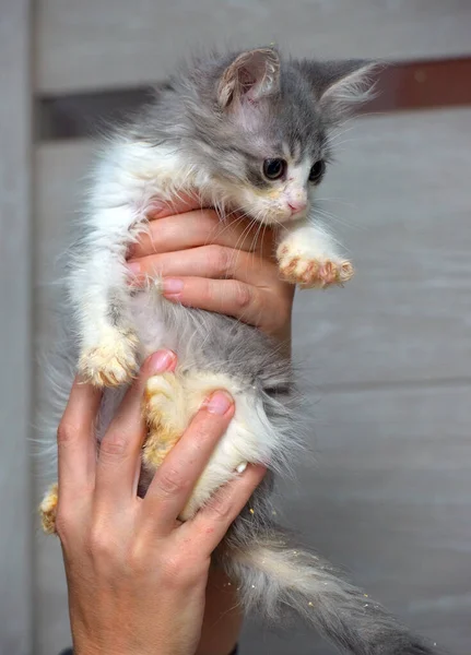 Niedliche Kleine Flauschige Graue Und Weiße Kätzchen Den Händen — Stockfoto