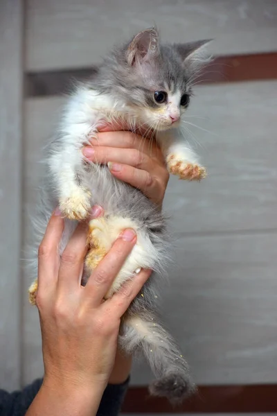 Şirin Tüylü Gri Beyaz Kedi Yavrusu Ellerinde — Stok fotoğraf