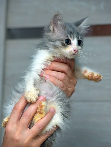 Schattig Klein Pluizig Grijs Wit Kitten Handen — Stockfoto