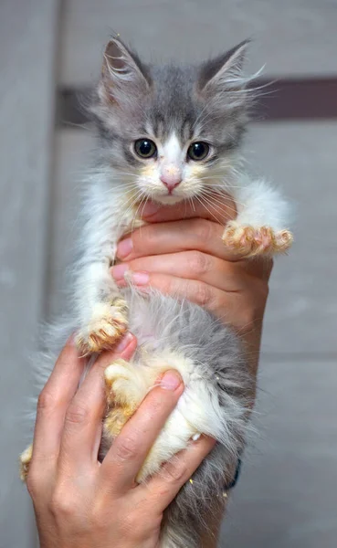 Carino Piccolo Morbido Gattino Grigio Bianco Mano — Foto Stock