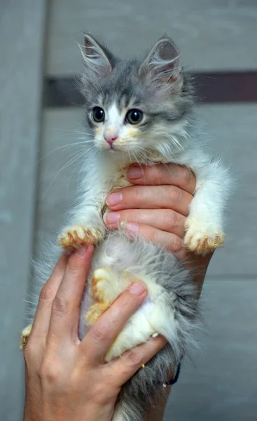 Cute Little Fluffy Gray White Kitten Hands — Stock Photo, Image