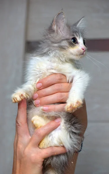 Mignon Petit Chaton Gris Moelleux Blanc Dans Les Mains — Photo