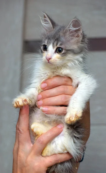 Schattig Klein Pluizig Grijs Wit Kitten Handen — Stockfoto