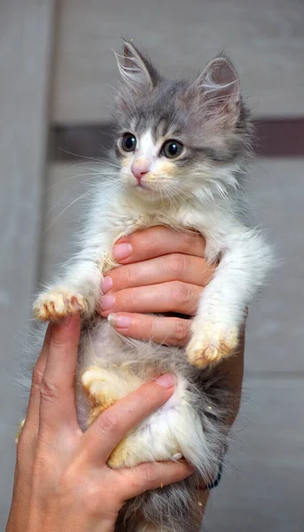 Lindo Poco Esponjoso Gris Blanco Gatito Manos —  Fotos de Stock