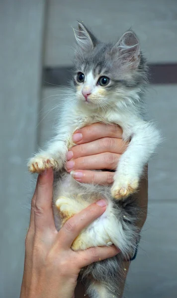 Carino Piccolo Morbido Gattino Grigio Bianco Mano — Foto Stock