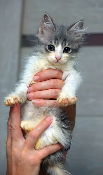 Schattig Klein Pluizig Grijs Wit Kitten Handen — Stockfoto