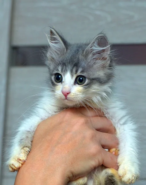 Carino Piccolo Morbido Gattino Grigio Bianco Mano — Foto Stock