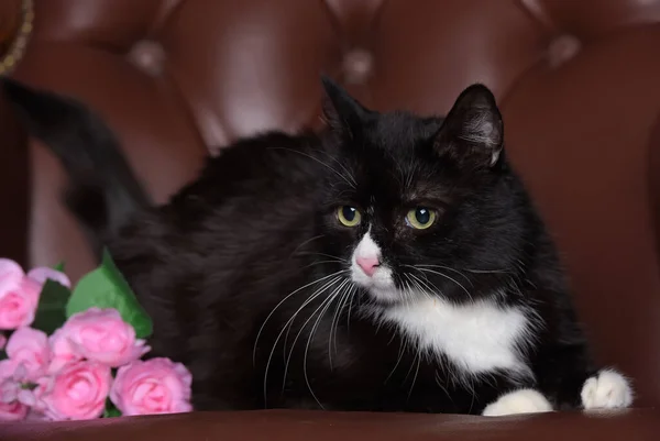 Beautiful Plump Black White Cat Close — Stock Photo, Image