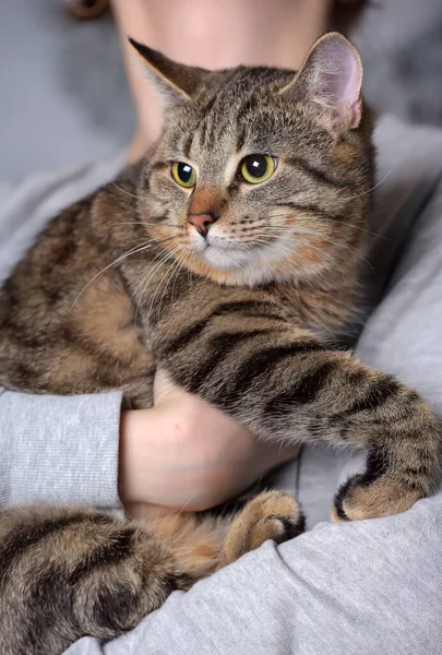 Stor Brun Tabby Katt Armarna Nära Håll — Stockfoto