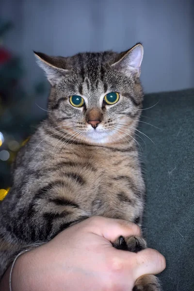 Grande Gato Tabby Marrom Nos Braços Perto — Fotografia de Stock